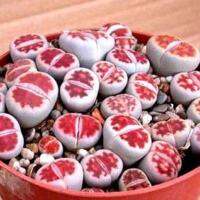 Lithops karasmontana v red tops (mickbergensis)(10 เมล็ด)