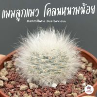 แมมลูกแมว โคลนหนามน้อย Mammillaria Guelzowiana แคคตัส กระบองเพชร cactus&amp;succulent