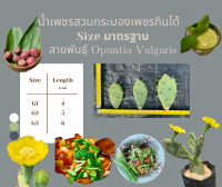 STDHVulgaris กิ่งพันธุ์(แพด)กระบองเพชรกินได้โนปาล ทนทาน กินได้ประดับสวยโอพันเทียวุลการิส Opuntia Vulgaris หรือ แบ็คยอนโชเกาหลี ขนาดมาตรฐาน