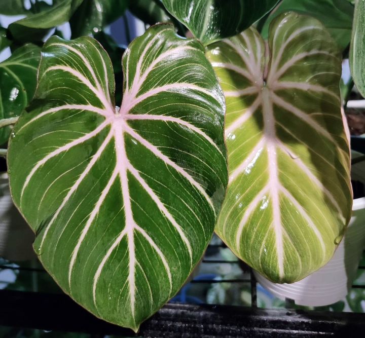 philodendron-gloriosum-ก้านกลม-ไม้ใบใหญ่-กลอริออซั่ม-กลอริ-ไม้ใบ-กลอลิออซั่ม-กลอลิ-ไม้ด่าง