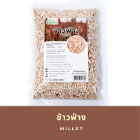 Dr.Green: ข้าวฟ่าง(Millets) 500 กรัม