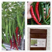 เมล็ดพันธุ์ พริกหนุ่ม กรีนฮอท Hot Pepper Green Hot บรรจุ 30 เมล็ด ผลดกมาก