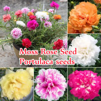 ?บานเพื่อคุณเท่านั้น?ปลูกง่าย ปลูกได้ทั่วไทย ของแท้ 100% Mix Colour 1000pcs Portulaca Seeds Bonsai Seeds for Planting Flowers Seeds เมล็ดดอกไม้ ไม้ประดับ บอนสีหายาก แต่งบ้านและสวน Plants เมล็ดดอก