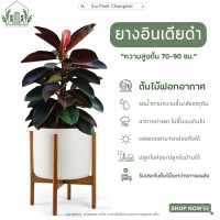 "ยางอินเดียดำ" Rubber Plant สูง70-90ซม ต้นใหญ่มาก ต้นไม้ฟอกอากาศ ขายดีอันดับ1* ต้นไม้มีการรับประกัน ถ้าตายระหวางขนส่งยินดีคืนเงิน