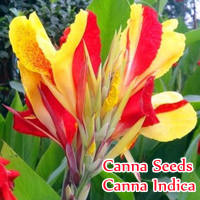 ?บานเพื่อคุณเท่านั้น?10 เมล็ด พุทธรักษาแคระ Mixcolor Canna Seeds Canna Indica Flower Seeds บอนสี เมล็ดพันธุ์ เมล็ดดอกไม้ บอนสี ต้นไม้ฟอกอากาศ ต้นไม้มงคล พันธุ์ไม้หายาก อุปกรณ์ทำส