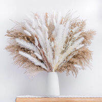 【cw】60-100PCS Natural Dried Pampas Grass Bouquet Boho Home Nordic Decor Bouquet Phragmites Dried Flowers Bouquet Wedding Decor