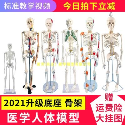 Human body skeleton model 45 85 170 cm medical fine arts small white skeleton teaching yoga body skeleton spine