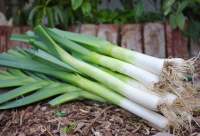 American Flag Leek (200 seeds) กะเทียมต้น (200 เมล็ด)