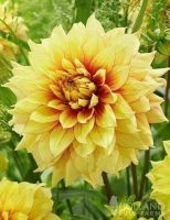 1 หัว/ออเดอร์ รักเร่ Dahlia Bulb สายพันธุ์ Sun Glow หัวรักเร่ ดอกไม้ หัวหน่อ นำเข้า เหง้า เนเธอร์แลน หัวสดใหม่