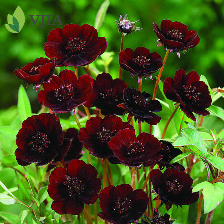 100 Pcs/Set Rare Chocolate Cosmos Seeds DIY Home Garden Bipinnatus