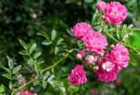 30 เมล็ด เมล็ดพันธุ์ กุหลาบ สายพันธุ์ อังกฤษ เลื้อย สีม่วง ดอกใหญ่ Climbing Rose Seed นำเข้าจากต่างประเทศ