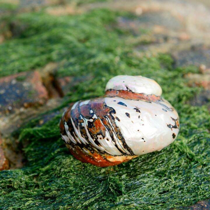 readystock-natural-conch-large-screw-shell-south-africa-turban-shell-creative-room-ornament-lucky-decoration-hermit-crab-special-fish-tank-landscape-yy