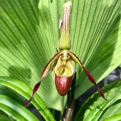 20 เมล็ดพันธุ์ เมล็ดกล้วยไม้ กล้วยไม้ กล้วยไม้เอื้อง (Phragmipedium Orchids) Orchid flower seeds อัตราการงอก 80-85%