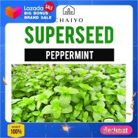 เมล็ดพันธุ์เปปเปอร์มินต์ ชัยโย 40 เมล็ด เมล็ดพันธุ์พืช Seed farm garden