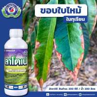 ลาโตเน่ ขนาด 1 ลิตร (โพรคลอราช 40%+โพรพิโคนาโซล 9% W/V EC) ใช้ป้องกันกำจัด แอนแทรคโนส สแคป เมลาโนส ราใบติด