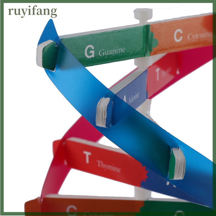 ruyifang-human-genes-dna-รุ่น-double-helix-ของเล่นวิทยาศาสตร์การสอนการเรียนรู้ของเล่นการศึกษา