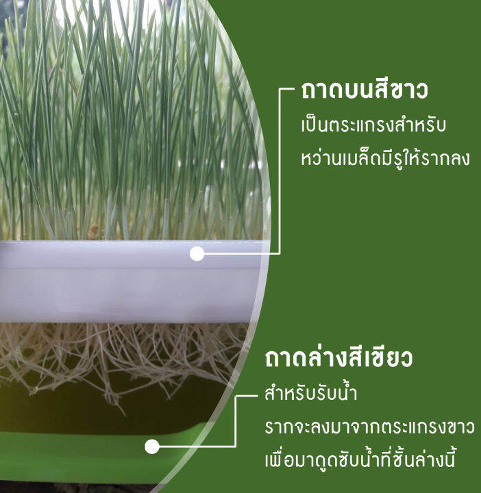 ถาดพลาสติกเพาะต้นอ่อนพร้อมฝาปิด-ผักไมโครกรีน-microgreen-tray-สีเขียวขนาด-240x305x50-มม-โดยไม่ใช้ดิน-ทานตะวัน-โต้วเหมี่ยว-ไควาเระ-ถั่วงอก