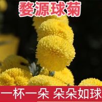 Jiangxi Wuyuan Uyuan ของแท้ดอกเบญจมาศสีเหลืองดอกเบญจมาศที่อุดมด้วยซีลีเนียมชาดอกเบญจมาศไหมสีทองเบญจมาศกระป๋องใหญ่พิเศษชาดอกเบญจมาศสีเหลือง