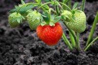 เมล็ดพันธุ์ Strawberry Seeds สายพันธุ์ Guardian 50 เมล็ด เมล็ดพันธุ์นำเข้าจาก ยุโรป