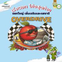 Overdrive by Advanced Nutrients ปุ๋ยเร่งขนาดดอกช่วงท้าย ปุ๋ยปลูกสมุนไพร ปุ๋ยนำเข้า #ปุ๋ยพื้นฐาน #Advanced Nutrients #420