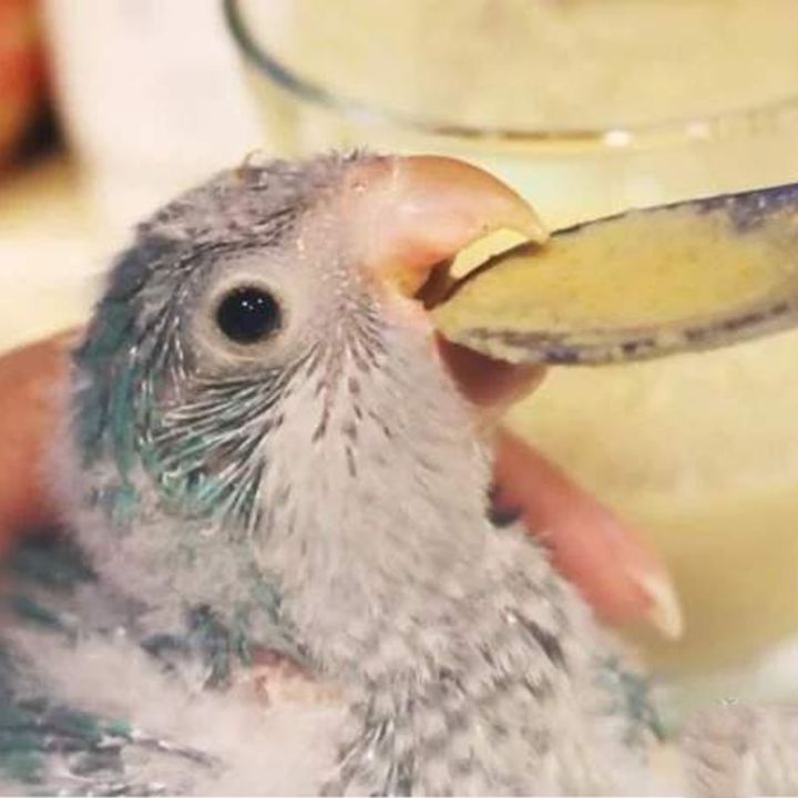 pcs-baby-bird-pointed-ช้อนสแตนเลสนมยา-parrot-feeder-สำหรับ-baby-bird-peony-cockatiel