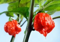 เมล็ดพันธุ์ พริกแคโรไลนา รีพเปอร์ (Carolina Reaper)  อันดับ1พริกเผ็ดที่สุดในโลก   ข้าง มีพริกเม็ดเล็ก  ราคา ซองละ 59 บาท