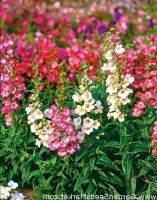 เมล็ดพันธุ์นำเข้าจากอังกฤษเมล็ดพันธุ์ เพนสตีมอน penstemon gentianoides beardtongue 200 เมล็ด