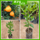 ต้นส้มเดกาปอง ทาบต้น สูง 50-70ซม. ต้นกล้าดี ให้ผลผลิตสูง