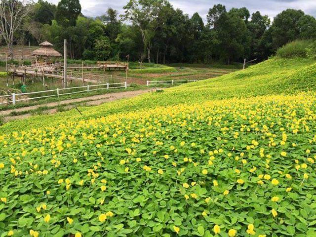 โปร-เมล็ดพันธ์ถั่วบราซิล-บรรจุ-2-000-เมล็ด-พืชตกแต่งสวน-สนามหญ้า-พืชคลุมดิน-พืชบำรุงดิน-ไม้ดอกไม้ประดับ-ส่วนลด-ต้นไม้-เมล็ดพืช-พรรณไม้-พรรณพืช