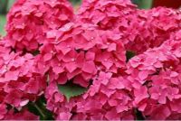 20 เมล็ด เมล็ดไฮเดรนเจีย Hydrangea Seeds สีชมพู ไฮเดรนเยียสายพันธุ์ฝรั่งเศส ของแท้ 100% อัตราการงอกสูง 70-80% มีคู่มือปลูก ปลูกในกระถางได้