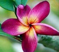 5 เมล็ด ลีลาวดี Frangipani , Pagoda Tree, Hawaii Plumeria สายพันธุ์ Violet Black Plumeria สีม่วง ต้นไม้มงคล ปลูกประดับเพิ่มพลังบวก