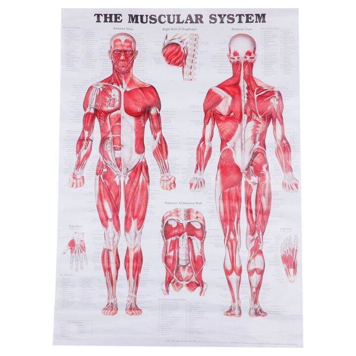 Human Anatomy Anatomy Posters Body Anatomical Teaching Chart Muscular ...