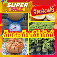 ส่งฟรี ต้นพันธุ์กระท้อนพันธุ์อีล่ายักษ์ โปรโมชั่น เก็บปลายทาง