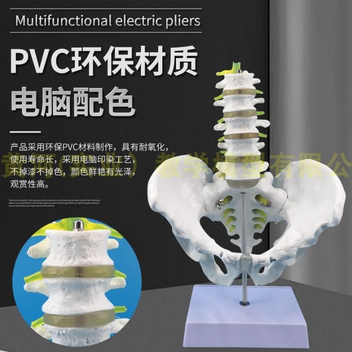 natural-big-body-five-lumbar-with-pelvis-and-femur-model-of-lumbar-bone-pelvic-model-teaching