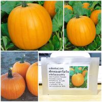 เมล็ดพันธุ์ ฟักทองฮาโลวีน แจ๊คโอแลนเทิร์น (Jack OLantern Pumpkin Seed) 20 เมล็ด คุณภาพดี ราคาถูก ของแท้