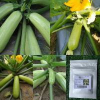 เมล็ด : ซูกินี Green Zucchini Squash 4-20 เมล็ด ซูกินีหยก เขียวมรกต ซูกินี่ แตง พืชสวนครัว ผัก สวนครัว เมล็ดพันธุ์