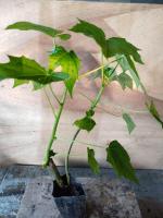 ต้นกล้าผักไชยา คะน้าเม็กซิโก ส่งฟรี !! สูงประมาณ 20-30 cm ราคา 90 บาท ได้รับ 2 ต้น ปลูกแบบออแกนิก ปลอดสารพิษ มีรากพร้อมลงแปลง
