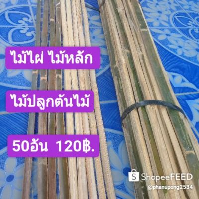 ( โปรโมชั่น++) คุ้มค่า ไม้หลักยึดต้นไม้ ไม้ไผ่แก่ ไม้ปลูกต้นไม้ ยาว90ซม. 50อัน 120. ราคาสุดคุ้ม พรรณ ไม้ น้ำ พรรณ ไม้ ทุก ชนิด พรรณ ไม้ น้ำ สวยงาม พรรณ ไม้ มงคล