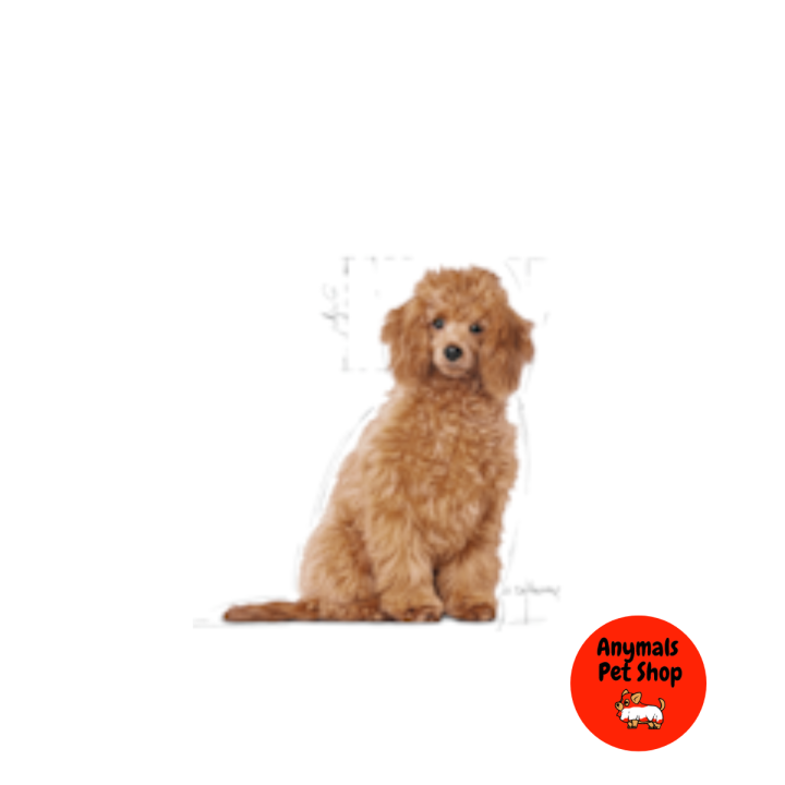 อาหารลูกสุนัข-royal-canin-poodle-puppy-อาหารสุนัข-สูตรลูก-พุดเดิ้ล-ขนาด-500g-1-5-kg
