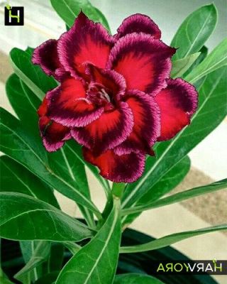 10 เมล็ด เมล็ดพันธุ์ Bonsai ชวนชม สายพันธุ์ไต้หวัน สีแดง Adenium Seed กุหลาบทะเลทราย Desert Rose ราชินีบอนไซ มีคู่มือปลูก นำเข้าจากไต้หวัน