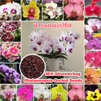 50 Seeds ฟาแลนนอปซิส Colorful Phalaenopsis Orchid Seeds for Planting เมล็ดบอนสี เมล็ดดอกไม้ บอนสีสวยๆหายาก บอนสีหายากไทย บอลสีชนิดต่างๆ Others เมล็ดบอนสีสวยๆ plants ดอกไม้ บอลสี ต้นไม้ฟอกอากาศ ไม้ประดับมงคล ไม้ประดับ แจกฟรี ปลาสวยงาม สี เมล็ดพันธุ์ผัก