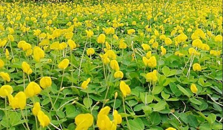 ขายส่ง-100-เมล็ด-ถั่วบราซิล-arachis-pintoi-มีชื่อเรียกอย่างอื่นว่า-ถั่วพินตอย-ถั่วปิ่นโต-pinto-peanut-ถั่วลิสงเถา-ถั่วเปรู-ถั่วอมาริลโล-amarillo-peanut