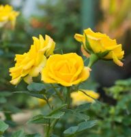 20 เมล็ด Rose Seeds กุหลาบหนู กุหลาบจิ๋ว สีเหลือง สายพันธุ์ไทย ดอกไม้แห่งความรัก ส่งพร้อมคู่มือวิธีปลูก