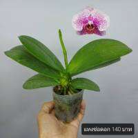 ฟาแลนนอปซิส สีขาวกระชมพู แทงช่อดอก ไซส์กลาง กระถาง 2.5 นิ้ว Phalaenopsis