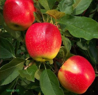 20 เมล็ด เมล็ดแอปเปิ้ล สายพันธุ์ กาล่า (Gala) กรอบและหวานจัด ของแท้ 100% อัตรางอก 70-80% Apple seeds มีคู่มือปลูก