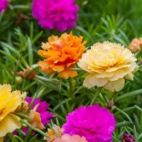 20 เมล็ดพันธุ์ เมล็ด คุณนายตื่นสาย หรือ แพรเซี่ยงไฮ้ Portulaca grandiflora Seed อัตราการงอก 80-85%