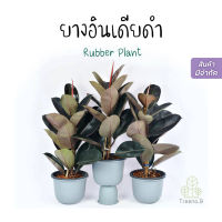 Treeno.9  T1 ยางอินเดียดำ ต้นใหญ่ กระถาง 10 นิ้ว สูง 90-100 ซม. (Rubber Plant) แบบเพาะเมล็ด ต้นไม้ฟอกอากาศ ใบใหญ่สวยเงาทุกใบ