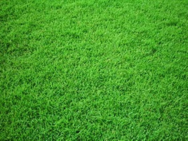 ขายส่ง-1-กิโลกรัม-เมล็ดหญ้านวลน้อย-manila-grass-temple-grass-หญ้าปูสนาม-สนามหญ้า-หญ้าญี่ปุ่น-พืชตระกูลหญ้า-เมล็ดพันธ์หญ้า