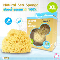 (13144) Pureen (เพียวรีน) Natural Sea Sponge ฟองน้ำธรรมชาติแท้ 100% ไซส์ XL