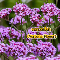 เมล็ดดอกไม้ ??  ดอกเวอร์บีน่า (Verbena Flower) บรรจุ 200 เมล็ด?